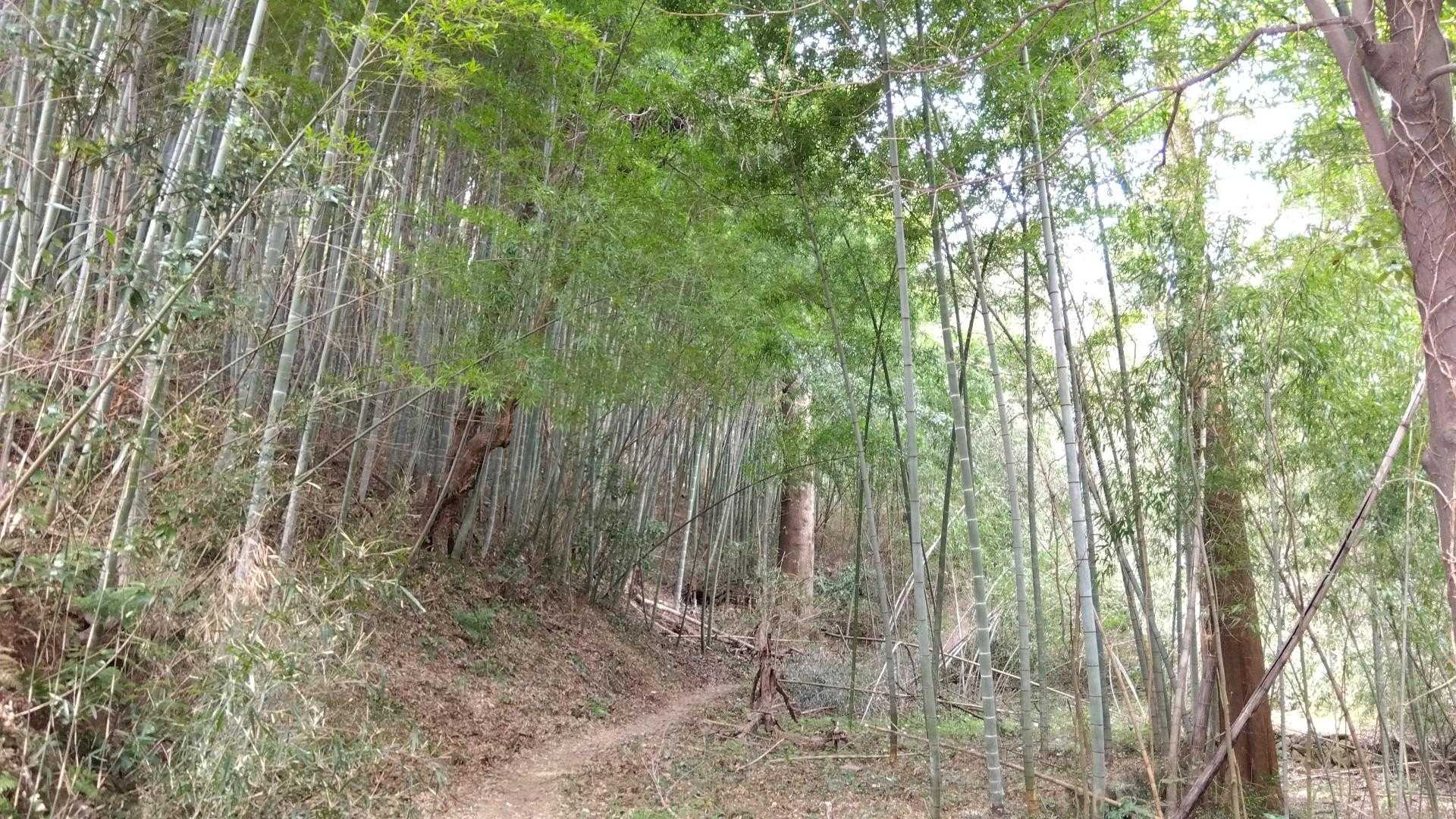仙元山遊歩道入口-仙元山-城山-大日山-物見山-仙元山遊歩 周回コースの写真