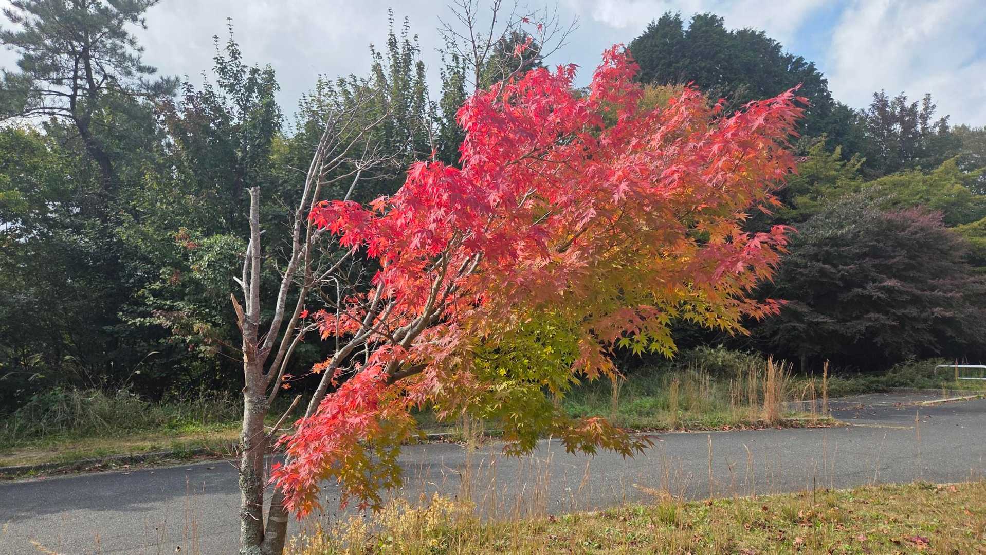 なんか、秋〜🍁
良き👌