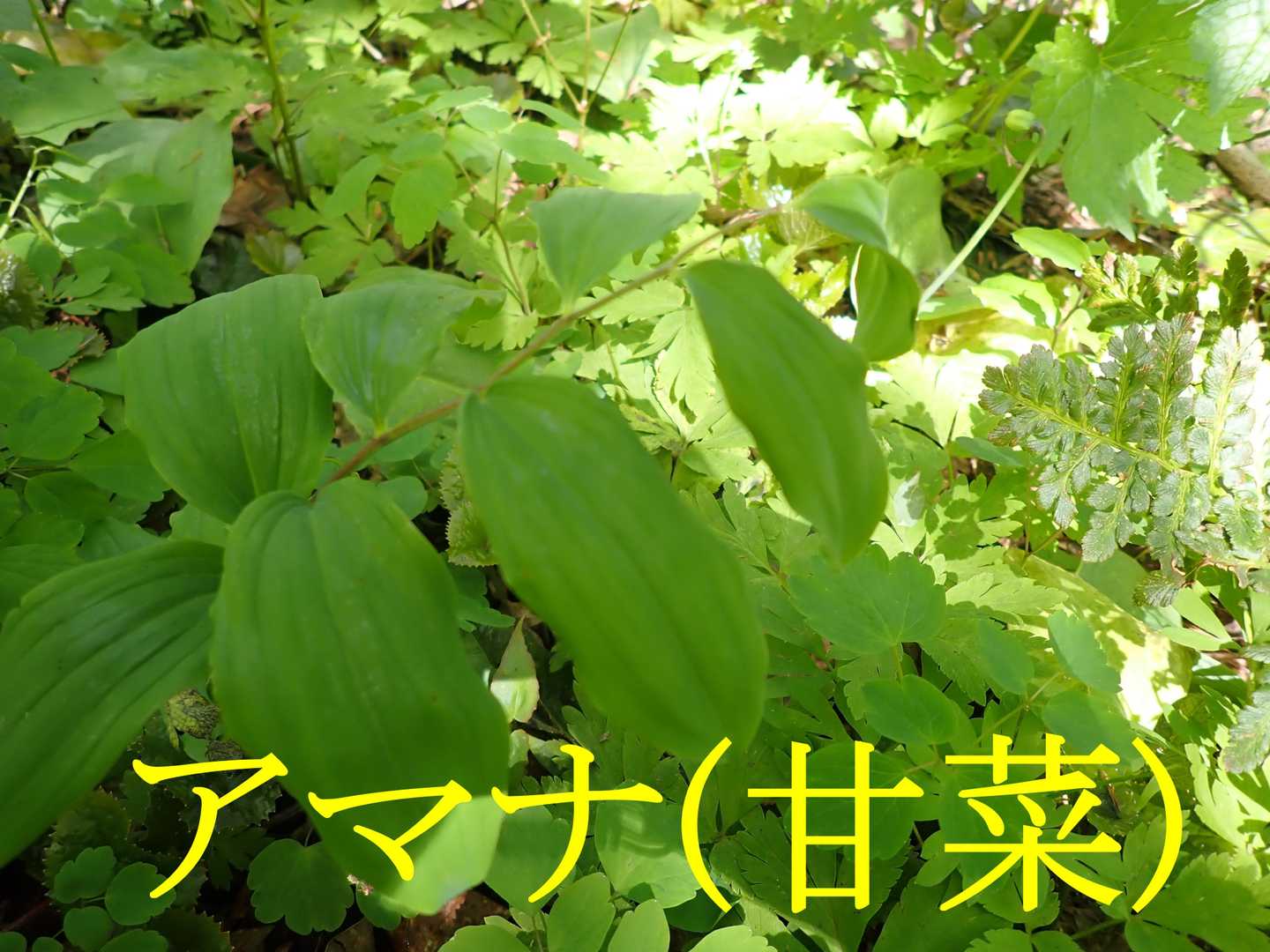 マトネ-カツポラ池-平城畑-石花登山口 縦走コースの写真