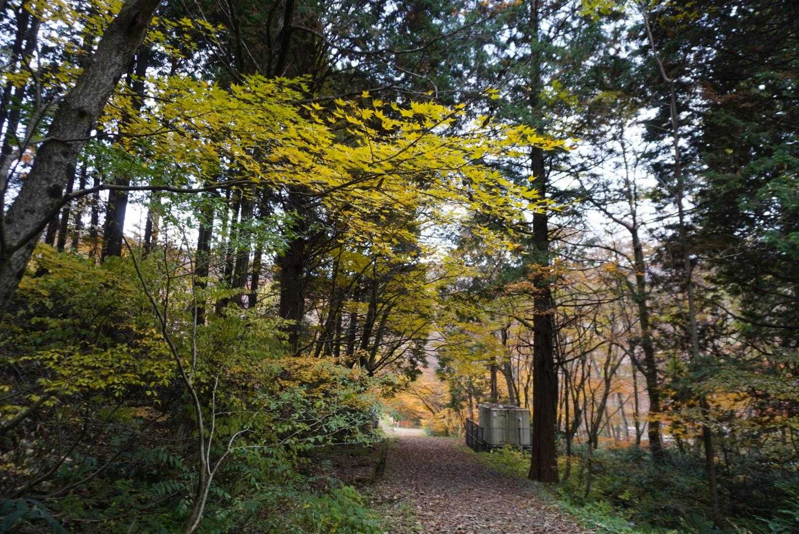 牛曳山登山口-伊良谷山-毛無山-出雲峠-比婆山 周回コースの写真