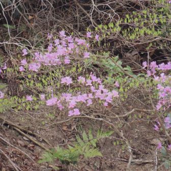 遠くに咲いていた一株。
ミツバツツジ？