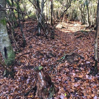 ここから、峠には向かわず未踏の尾根を行きました