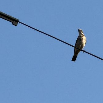ツグミがいました

ツグミというと吉本バナナさんのつむぎを思い出します🤭