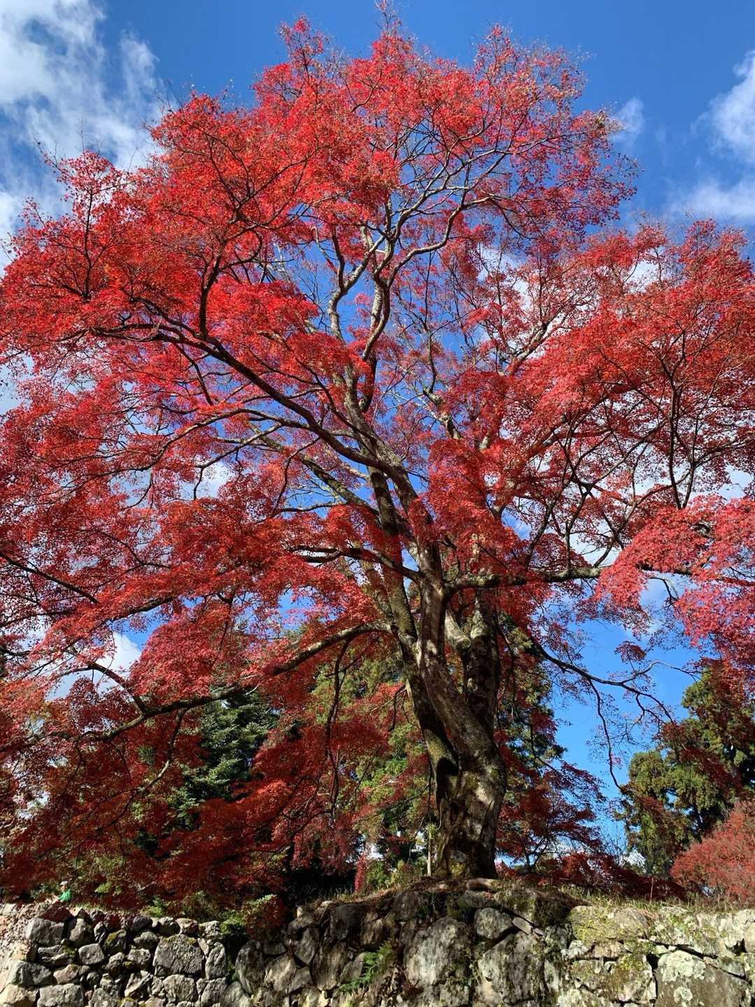 高取城址ブルー🩵に映える紅葉🍁