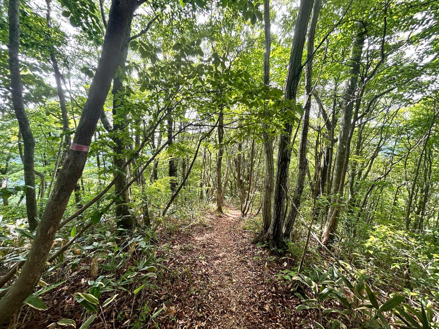 市間山-立岩山 往復コースの写真
