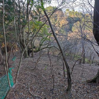 暫く、緑の金網に沿って歩きますが、暫くすると真っ逆さまに落ちるんじゃないかと思うような、砂地の崖の頂上部に出ます。

そこに出たら、緑の金網とはさよならして右側に行って下さい。私はここで目の前の傾斜に慄いて引き続き金網に沿って杉林を降りて行くところでした。