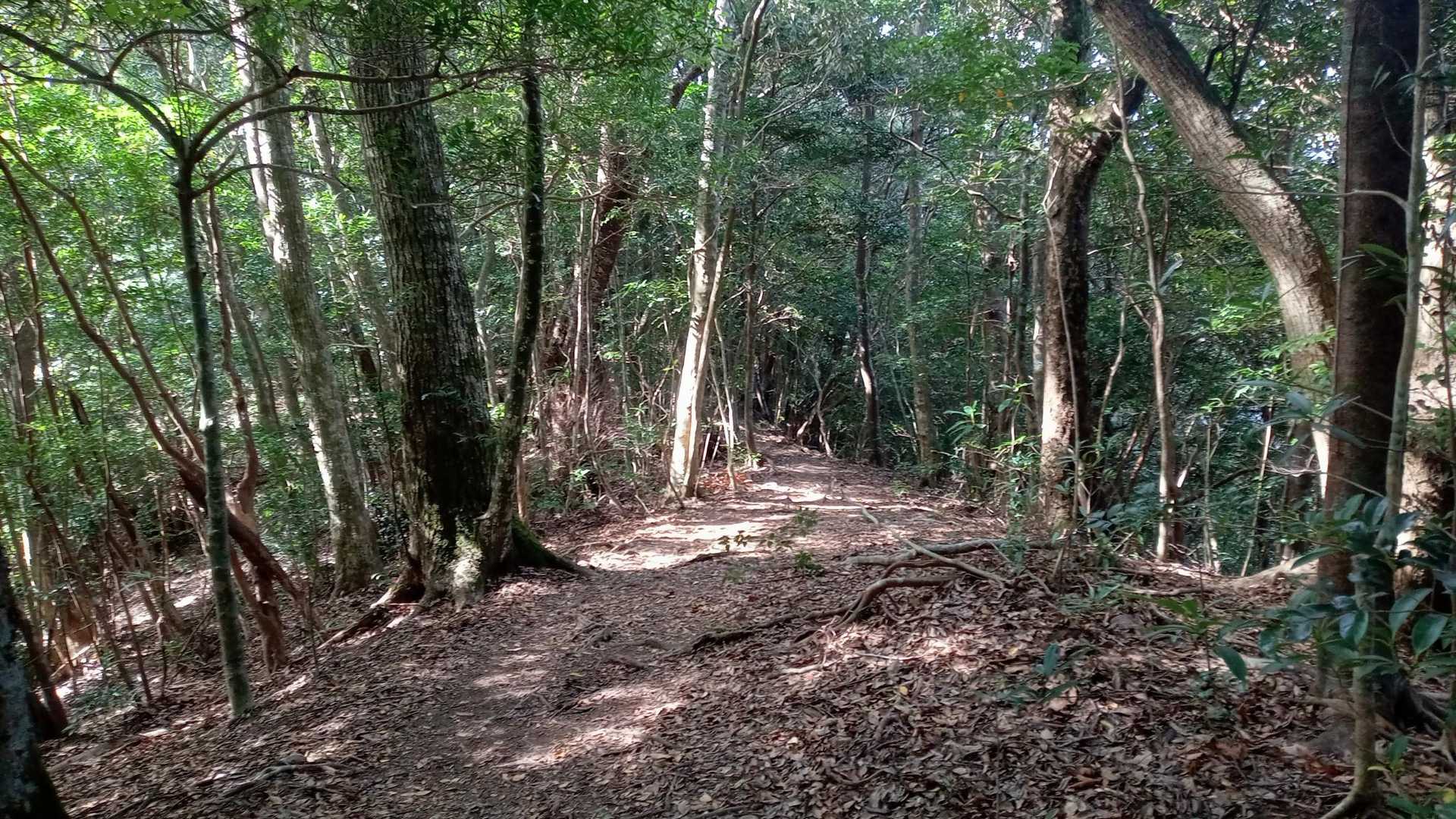 小谷登山口-双石山 往復コースの写真