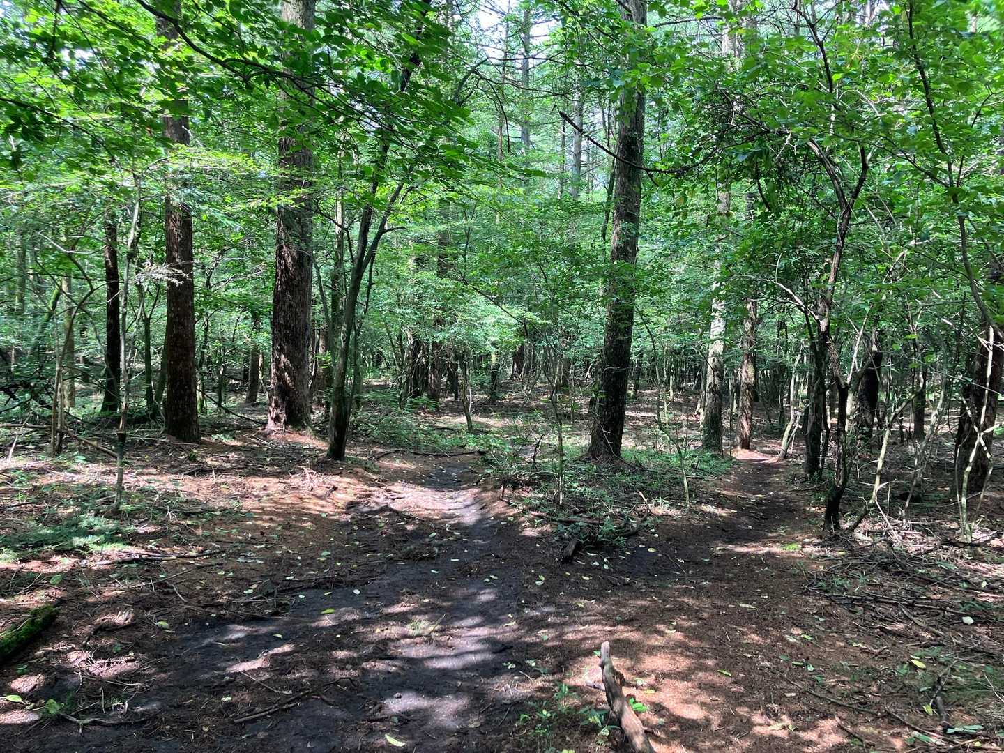 鍋割山 | 山頂に広がる大パノラマ、木漏れ日と岩肌の楽しめる初心者コースの写真
