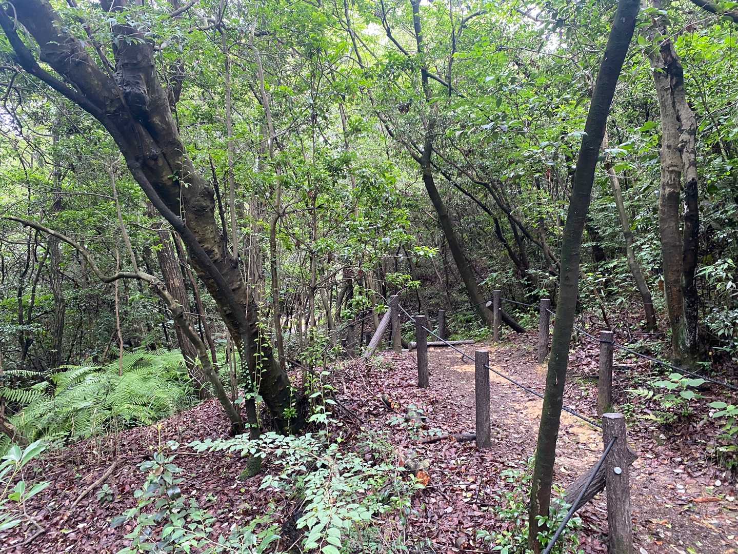 おんか山 周回コースの写真