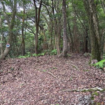 三角台と龍王山の別れに到着