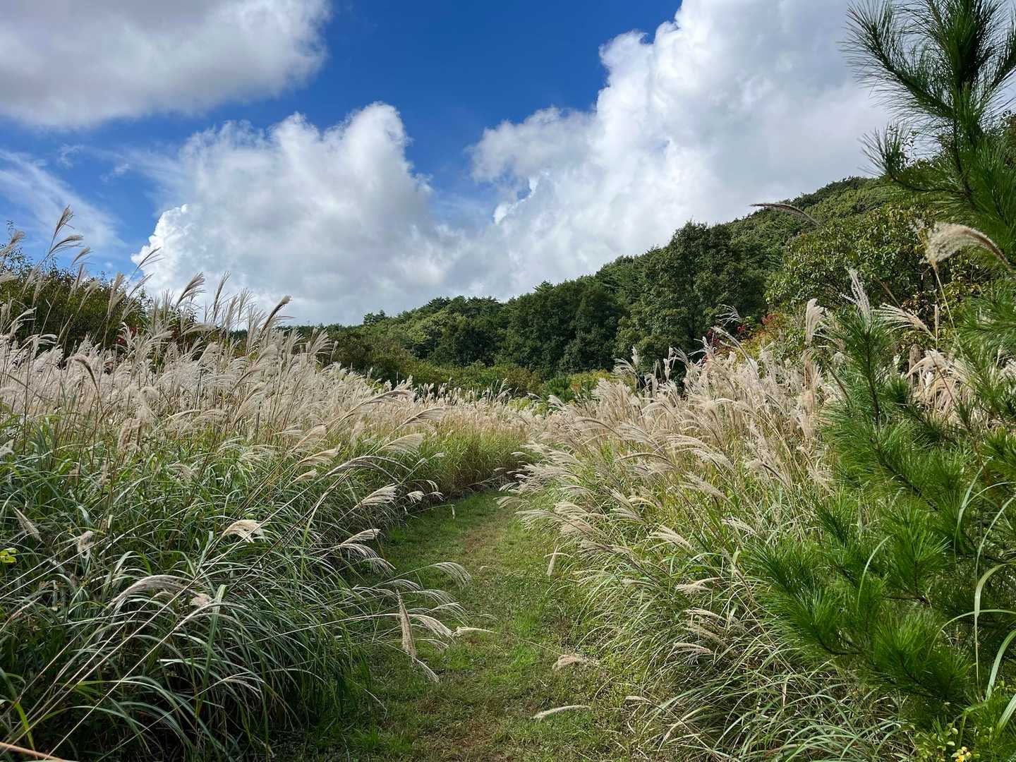 ススキロード🌾
秋っぽい景色ですが、雲はまだ夏っぽいです☁️