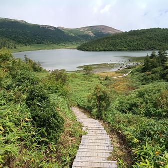 鎌沼