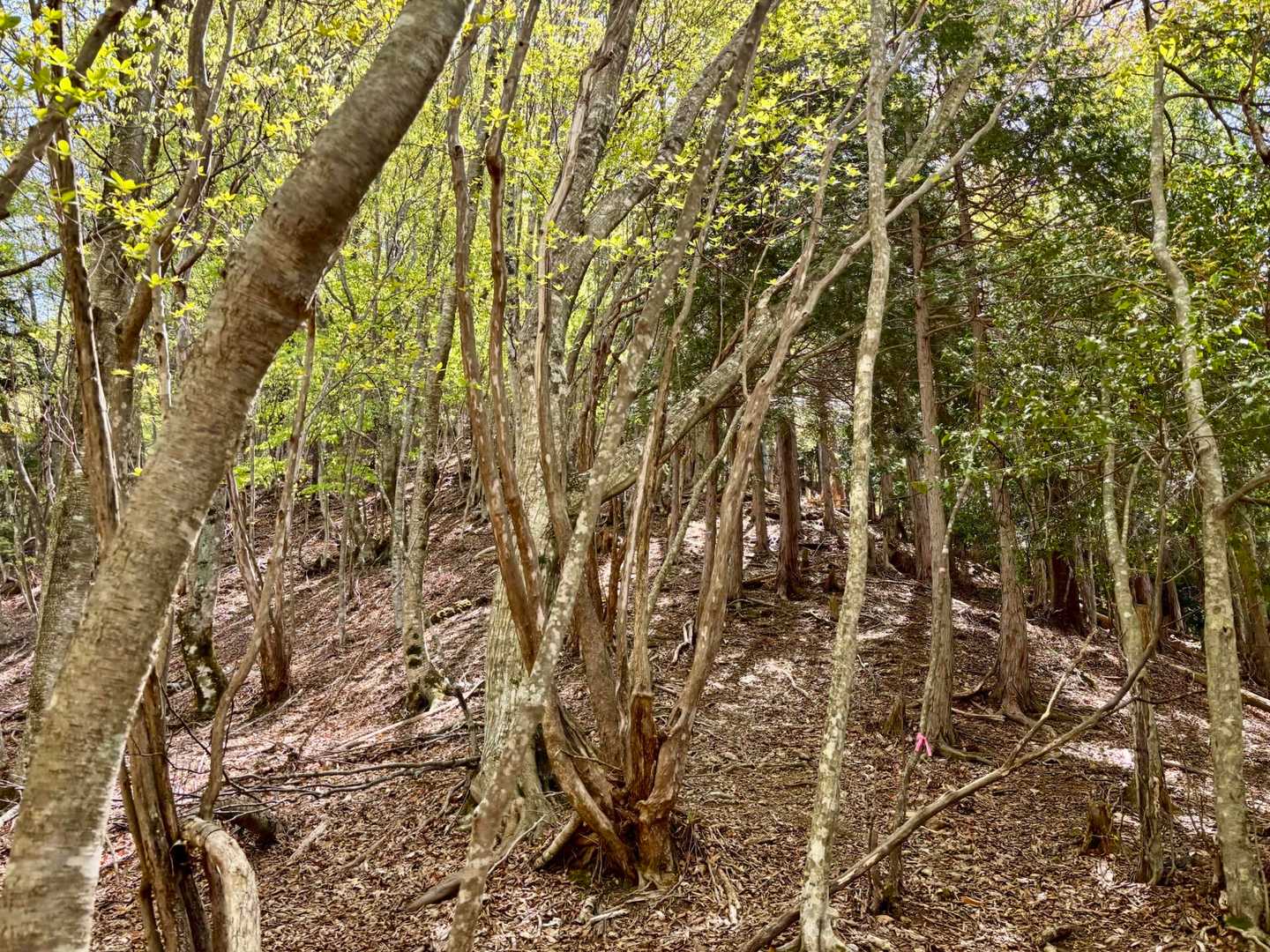 この辺りから自然林ゾーンに突入🌳
新緑がとっても綺麗〜🤩🤩
