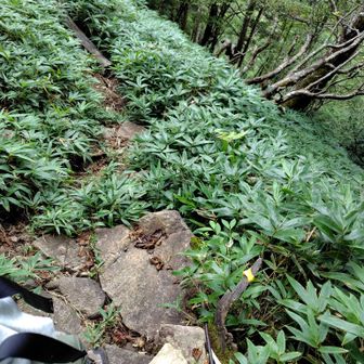黄色いテープが分岐の目印になりました
