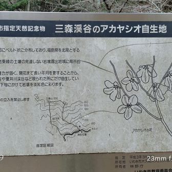 三森渓谷のアカヤシオ自生地