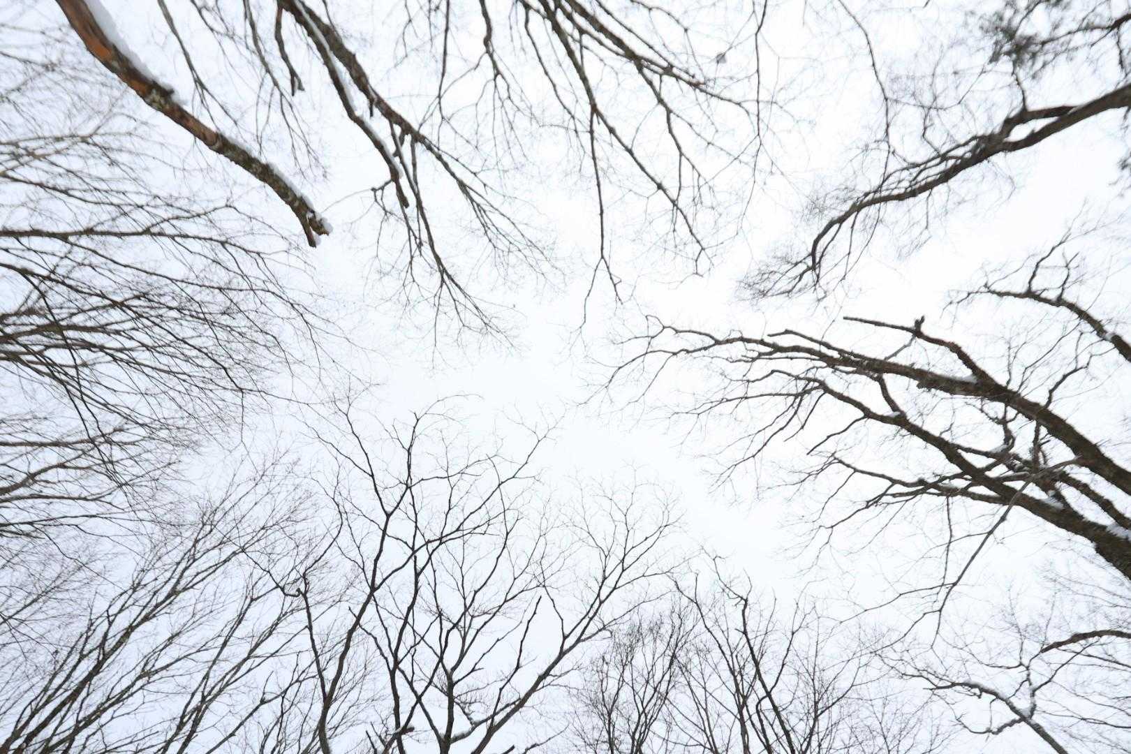 額取山 往復コースの写真