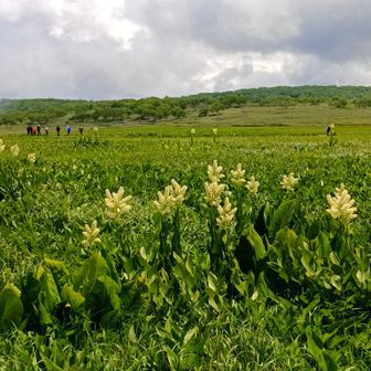 コバイケイソウの中を行く登山者群