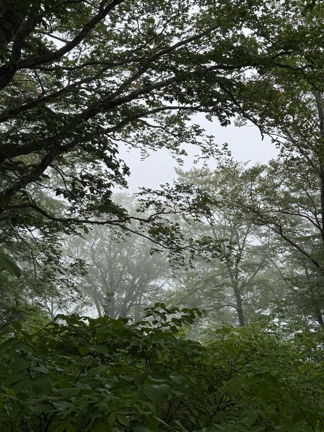 雨が☔本降りに