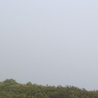 いやー白いね