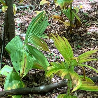 バイケイソウたくさん群生しているけど、殆どが傷んでる…😨
なぜ⁇