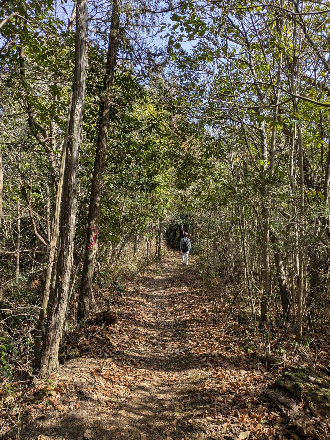 木々のトンネルに向かってる
素敵な道🫶