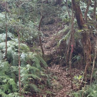 降りてきて振り返ったらここ降りてきた！？ってくらいジャングルでわろた🥰