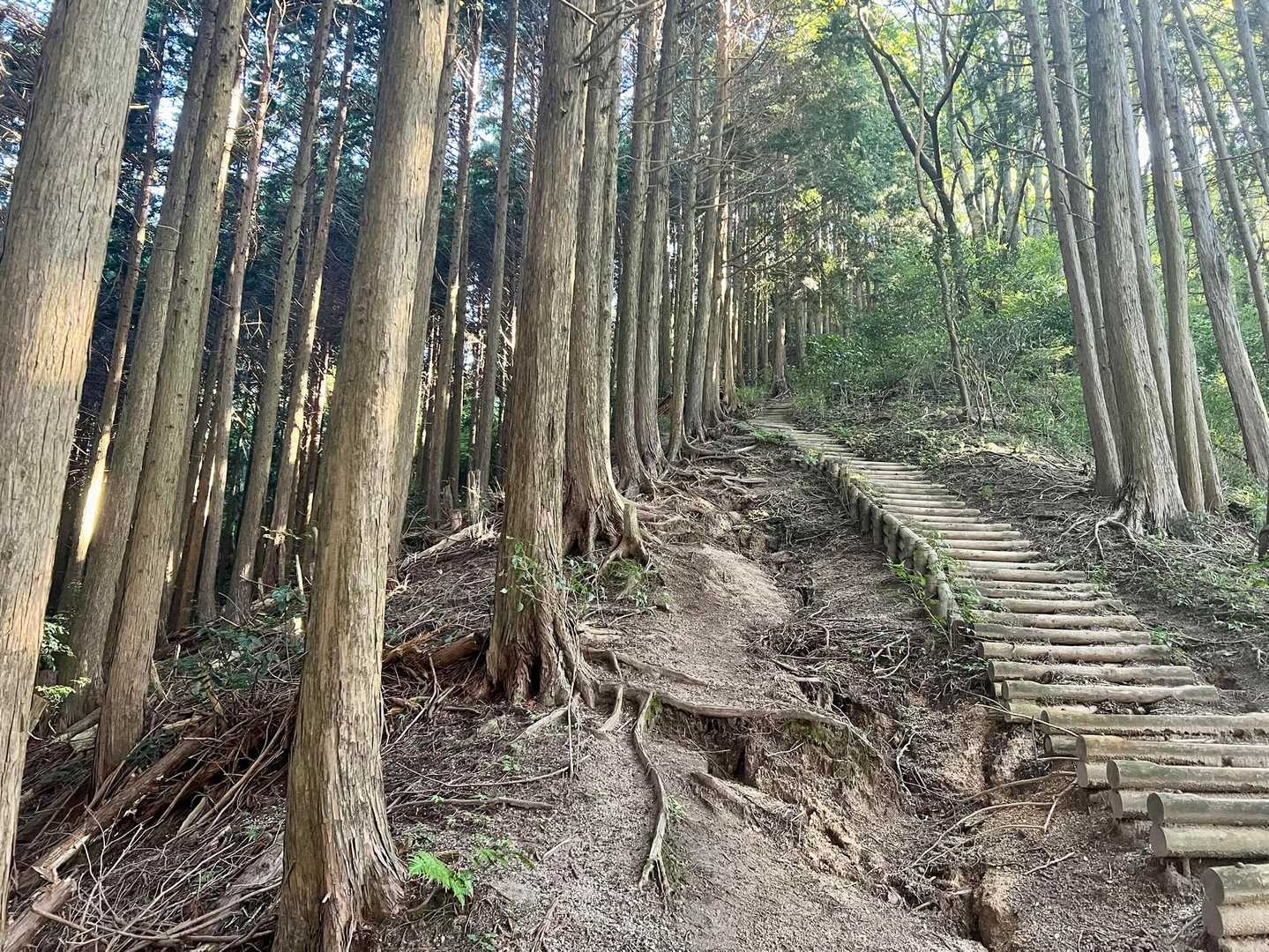 大和葛城山-水越峠-金剛山葛木神社-転法輪寺-金剛山-水越 周回コースの写真