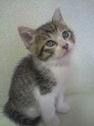 ユーザーひーこら