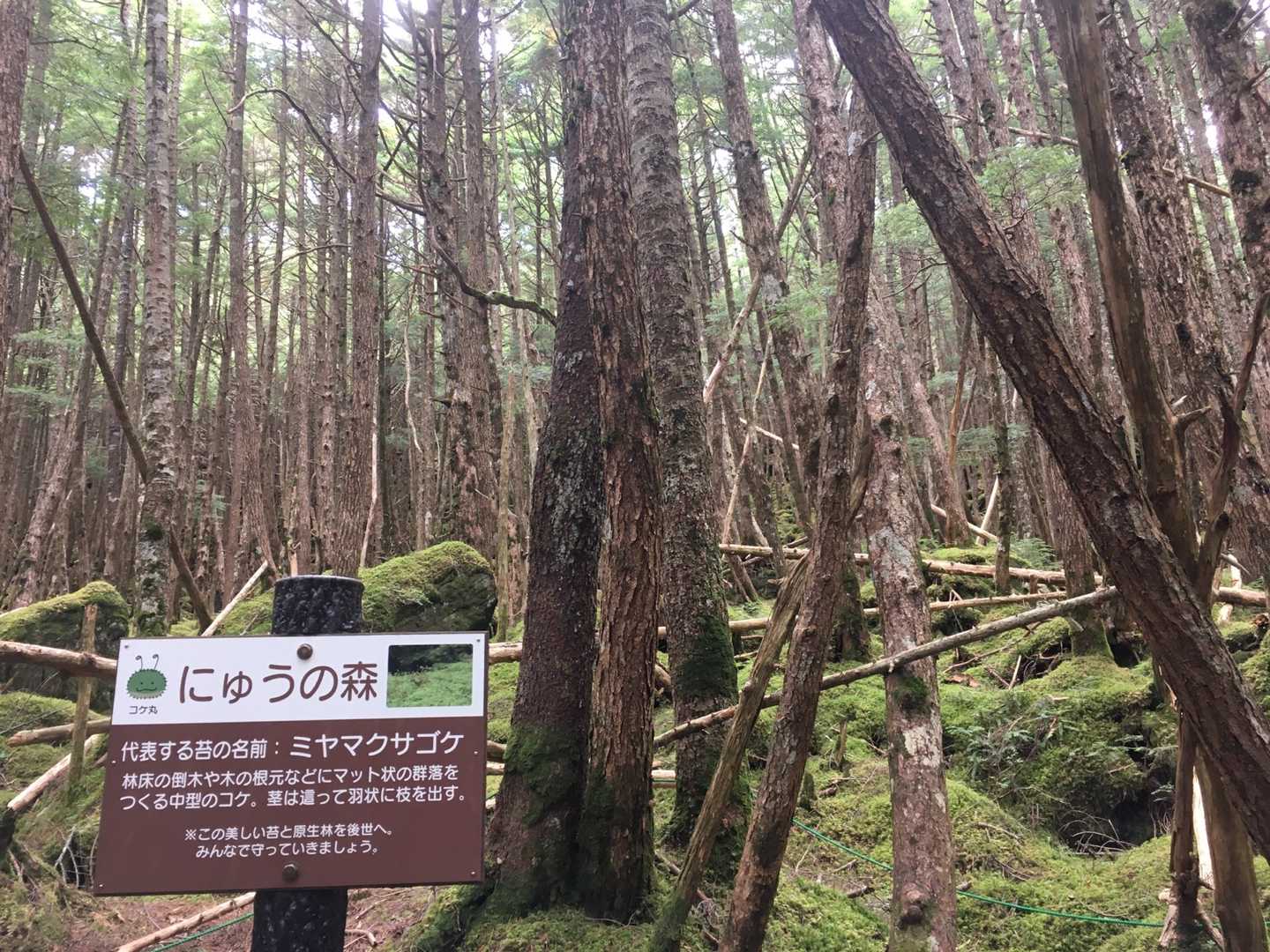 ニュウ・中山周回 | 幽玄な原生林と神秘の池から小さな岩峰を越え、天狗岳の絶景への写真