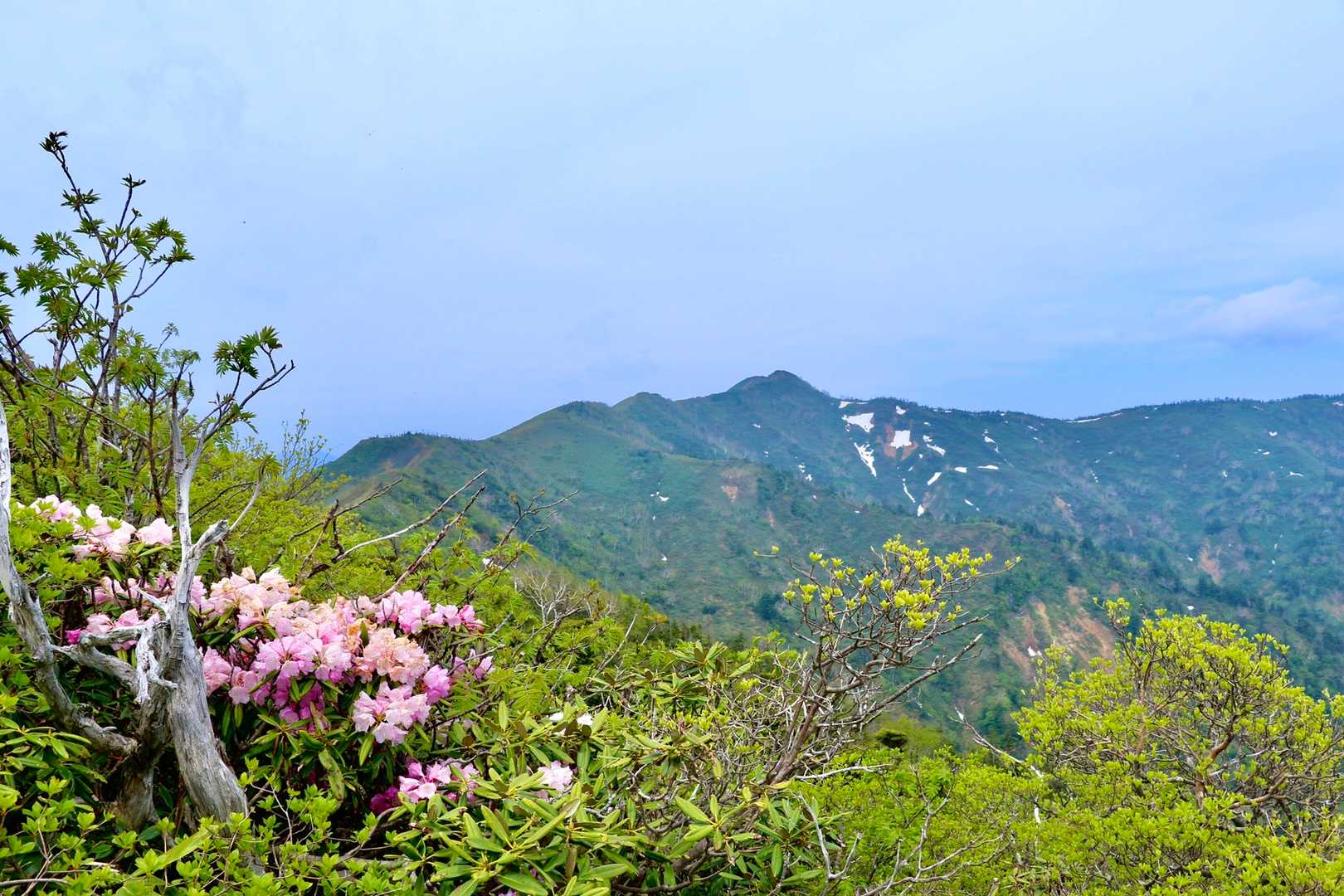 山頂に咲く🌸石楠花と先程迄居た⛰白砂山を見る🎶