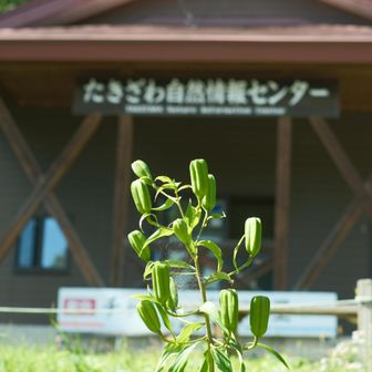 ヤマユリの果実