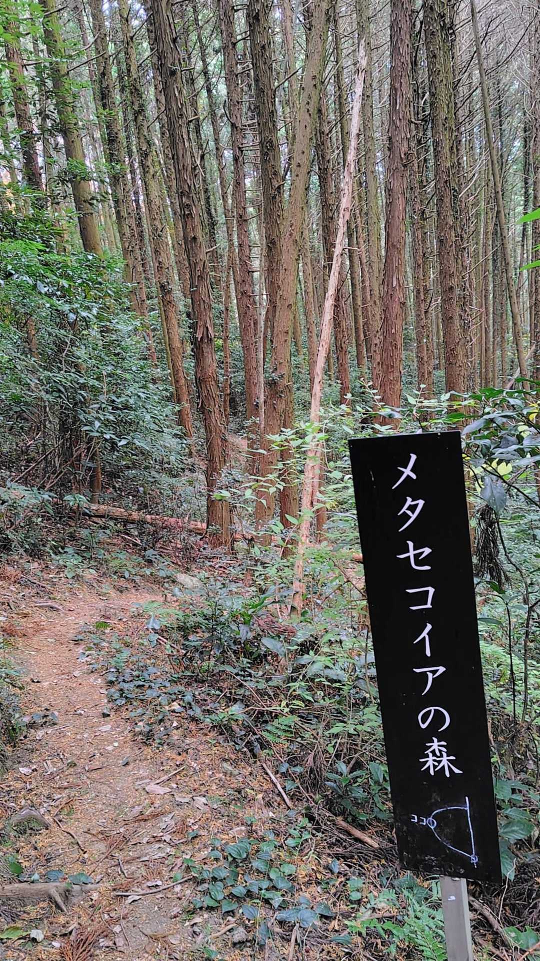 帰りにメタセコイアの森に寄ります