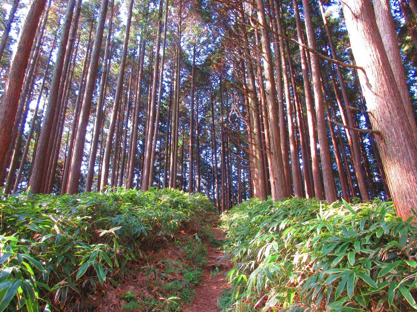 高谷山の写真