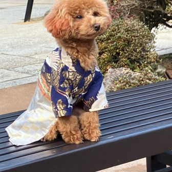 凛々しい着物姿のワンコ
お行儀のいい事