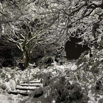 雪、降ったら降ったで綺麗だから困る