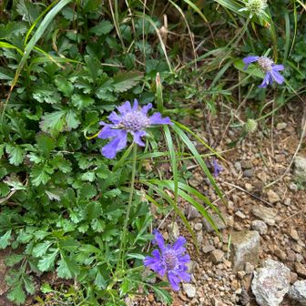 避難小屋の脇に咲いてた。スカビオサっぽい花。