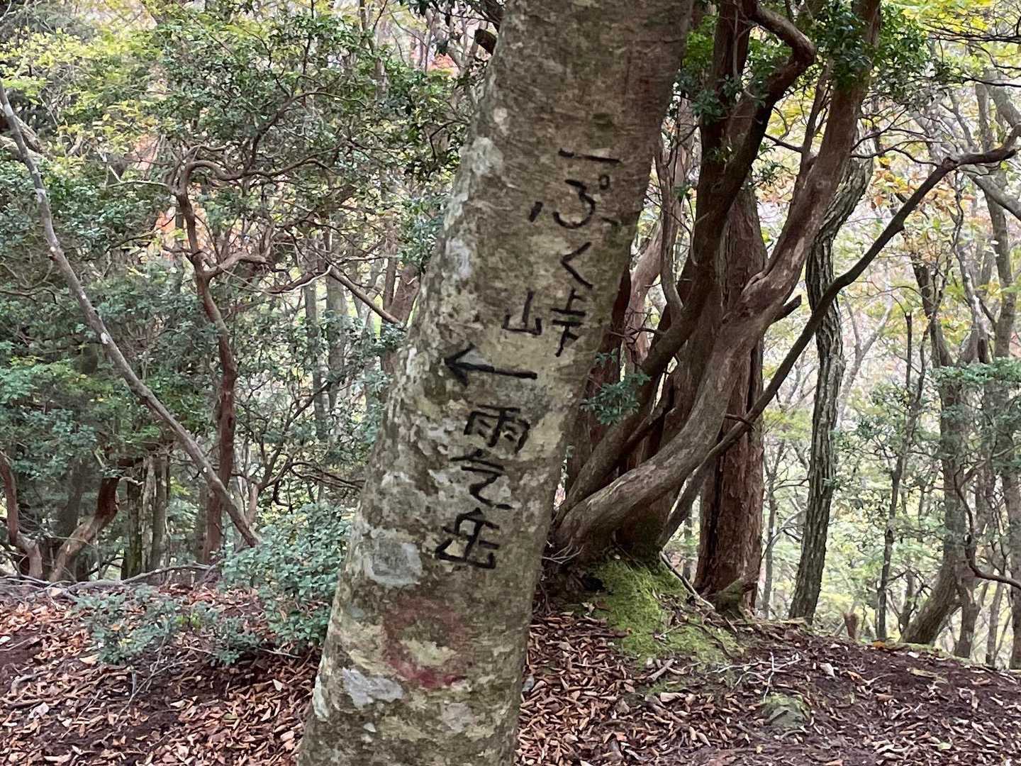 急登続きだけど茨谷コースは割と好きです
まずは第一区間急登を耐え凌ぎ「一ぷく峠🍵」
