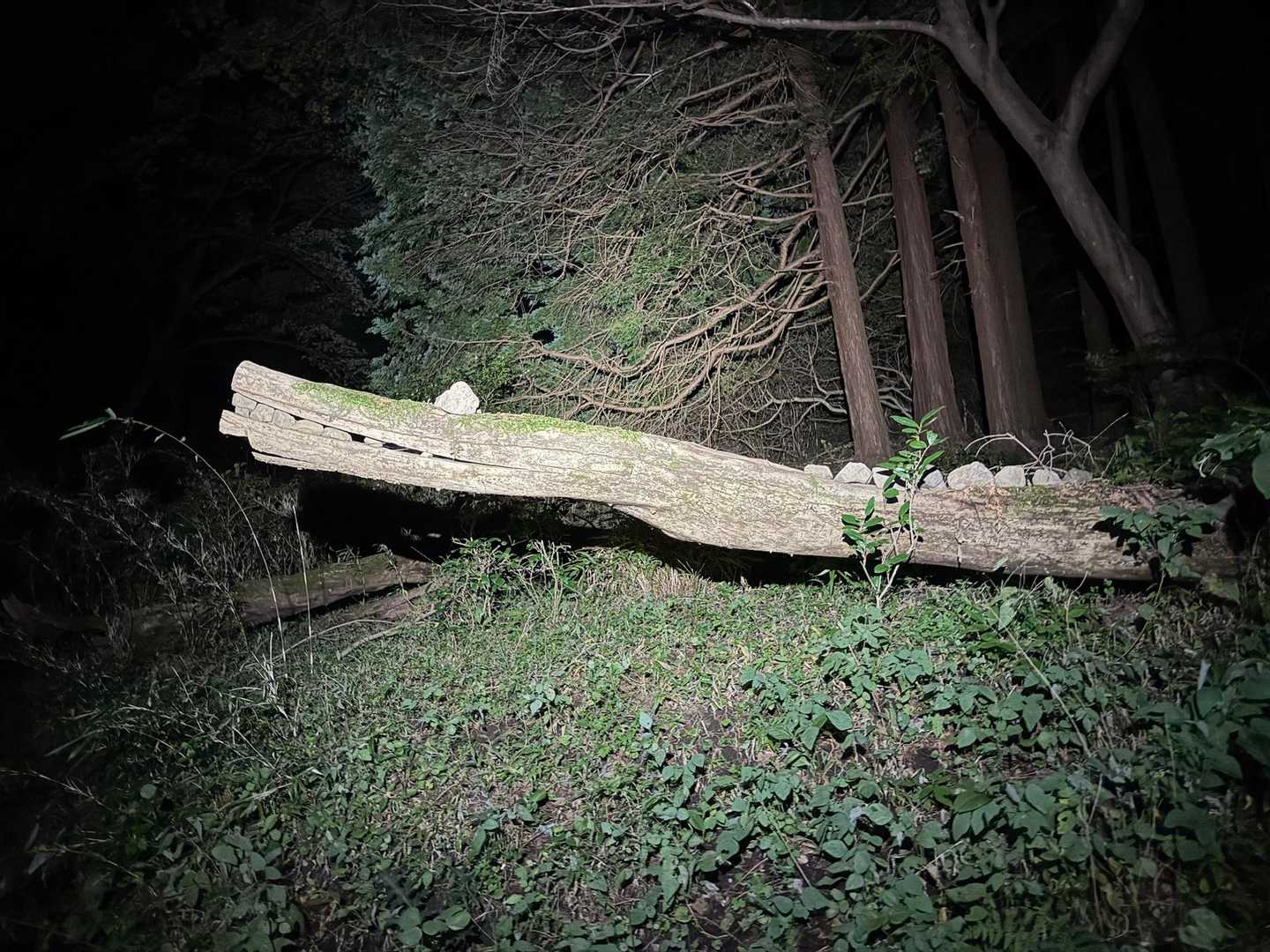 ちゃとお手入れされてる