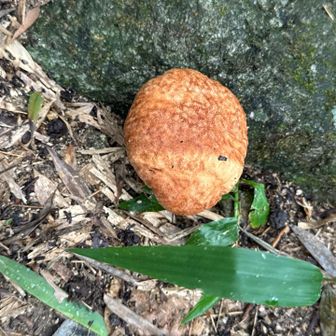 カップケーキ落ちとるかと思った🍄‍🟫