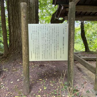 県指定になっている3カ所のイチョウの木🌲の一つ🧐