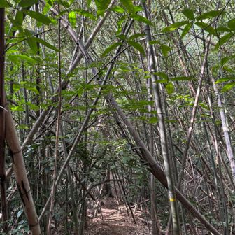 竹林のトンネル🎋