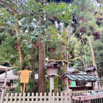 巳の神杉
大物主大神の化身とされる白蛇が棲むことから名付けられたご神木。樹齢５００年とも言われる👀