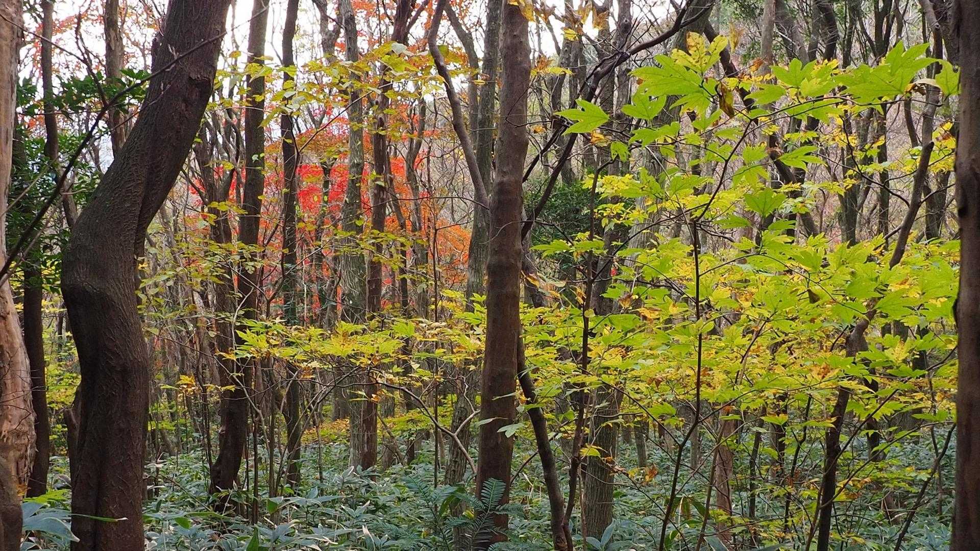 帰りも色とりどりの紅葉に癒されながら🍁