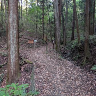 まっすぐではなく展望台に直登のコースで