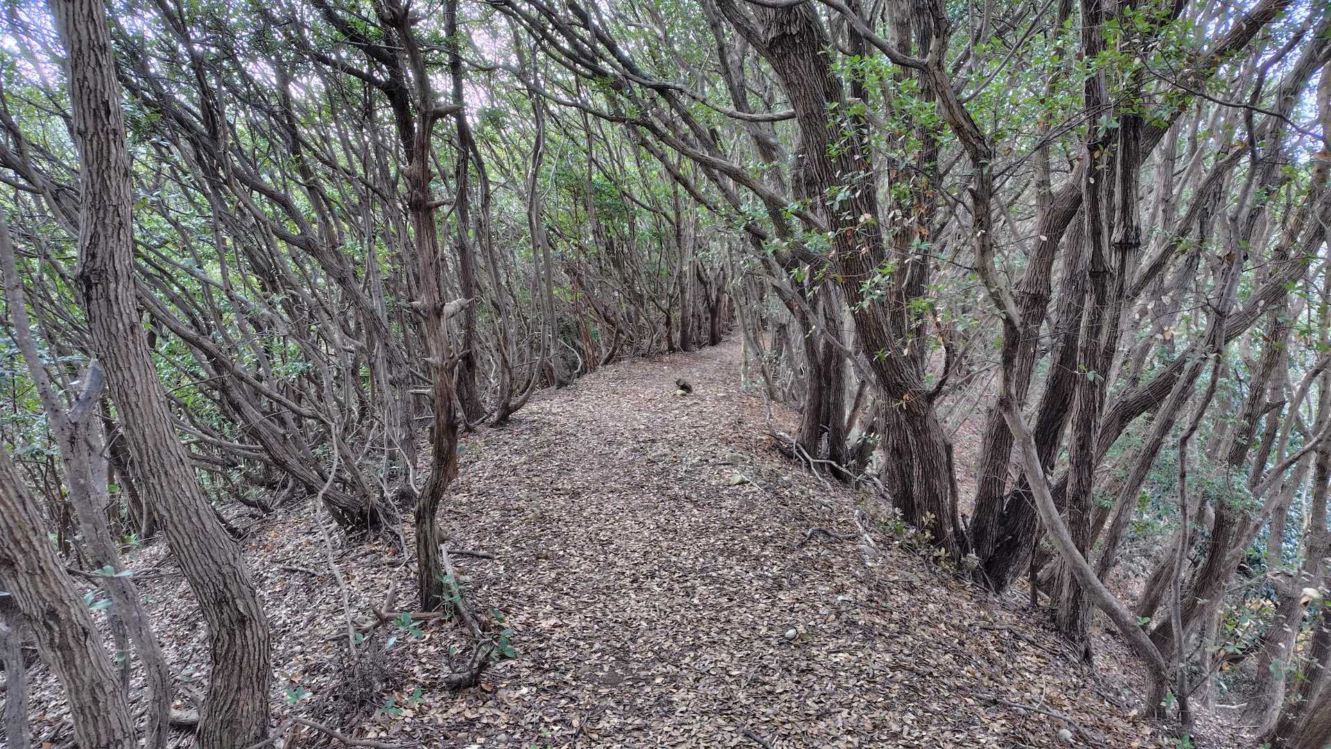 取り付き-千手峰-千手峰登山口 周回コースの写真