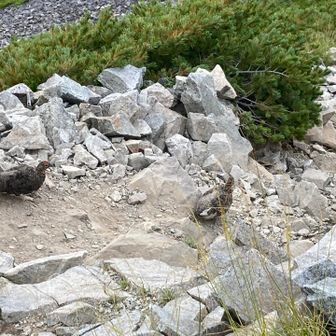 今度はつがいで登場。