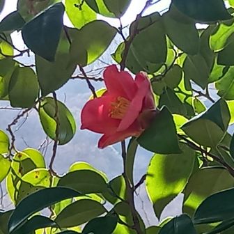 菰釣山取付きで待っていてくださったハイカーさんからお山のあれこれを教えて頂き無事🅿️に着くと、風にそよそよ揺れる椿🌺が待っていてくれました。
たとえ一輪だけでもお花は心に彩りを与えてくれるから嬉しいですね。

本日も読んでいただきありがとうございました🍀