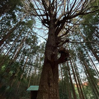 しかしながら大きなイチョウの木🪾が、ででーんと鎮座しておりますなぁ♪(ﾟωﾟ)