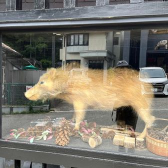 かめたにさんの猪の剥製🐗