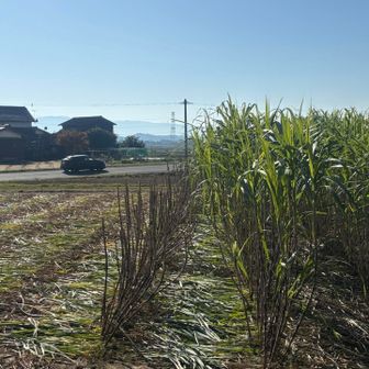 サトウキビ畑？